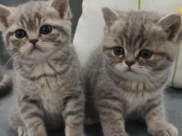 Uyguna British Shorthair Vereceğim