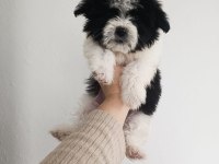 Maltipoo yavru köpekler