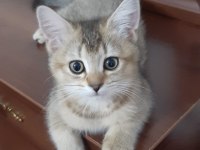 Golden British Shorthair