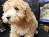 Erkek maltipoo yavru