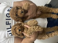 Orjinal toy poodle baby face