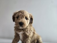 ORJİNAL TEACUP MALTİPOO YAVRULAR