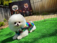 SAFKAN POMERANİAN BOO