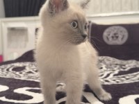 Uysal 3 Aylık British Shorthair Beyaz