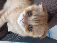 Scottish Fold Sahiplendirme