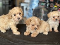 Show kalite tea cup kore maltipoo yavrularımız
