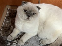 Ücretsiz Sahiplendirme scottish fold kedisi