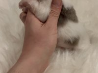 Micro Teacup Ukrayna Kan Mükemmel Anatomi Yavrular