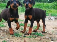 Ruhsatlı köpek çifliğinden doberman yavrular a scrli