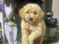 MALTİPOO A KALİTE