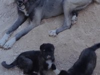 Karabaş Kangal