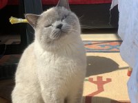 2 yaş tecrübeli british shorthair oğlumuza eş