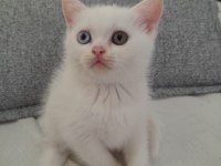 50 GÜNLÜK SCOTTİSH STRAİGHT ODD EYES YAVRULARI