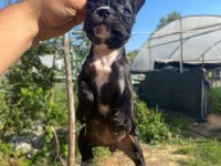 A KALİTE FRENCH BULLGOG