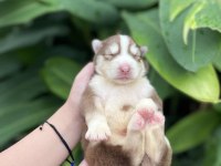 Anne altından safkan husky bebekler