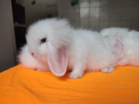 Safkan Hollanda Lop Tavşanı Dişi Prenses Bebiş