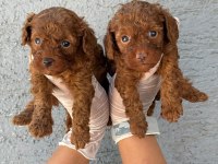 Toy poodle yavrularımız çiftliğinden
