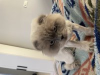 Erkek scottish bluepoint longhair