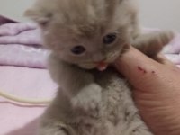 Her Renkten British Shorthair Yavrular
