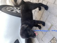 Has labrador yavrusu