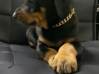 A kalite Doberman bebekler