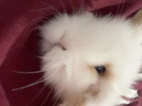 2 aylık hollanda lop tavşan