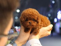 Güzeller güzeli show yapıdaki özel toy poodle meleklerim