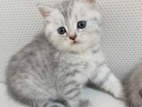 British Shorthair Silver Tabby