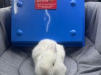 CÜCE NETHERLAND DWARF YAVRULARIMIZ