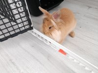 Trabzon gideceğim için tavşanımı veriyorum