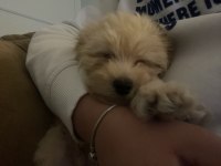 2,5 aylık yavru maltipoo