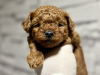 Kore Teacup Poodle Bebek