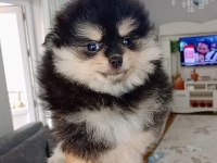 Pomeranian Boo Black Tan Köpeğimiz