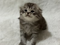 Rezerveye açık scottish fold