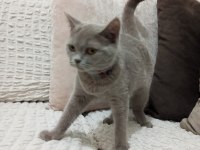 British shorthair kedimiz