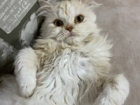2 Yaşında Kısır Çipli Erkek Chinchilla