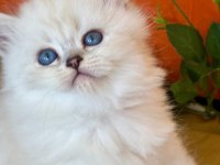 Show Kalite Silver British Longhair Yavruları