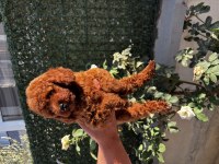 Sağlıklı Irk Garantili Erkek Yavru Poodle