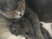 Muhteşem Yavru British Shorthair