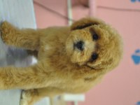 MALTİPOO BEBEKLER