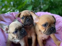 French bulldog yavrular 2 dişi 1 erkek 50 günlük
