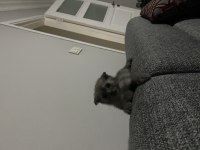 Scottish fold yavrularımız yeni yuvalarına hazır