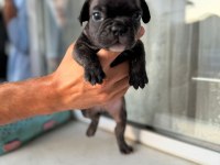 Mükemmel anatomi blue ve blue taşıcı french bulldog evlatlar
