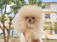 6 Aylık Kız Ayı Surat Pomeranian