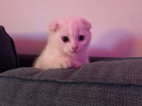 Safkan Erkek Ankara Kedisi