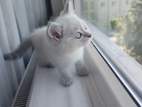 British Shorthair Dişi Yavru