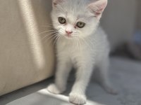 Kar gibi british shorthair kızçeler