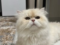 Ücretsiz Sahiplendirme Kedimiz