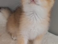 Wcf Pedigrili British Shorthair/Longhair Yavrular