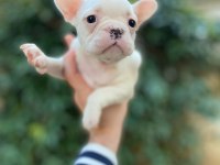 Sağlıklı krem french bulldog bebekler
